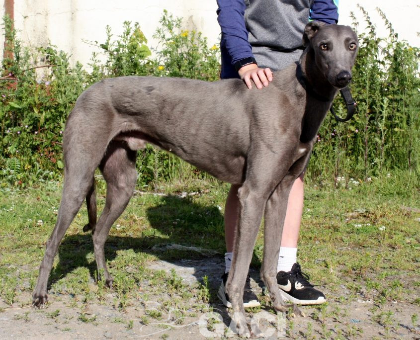 Elliot-Greyhound-07-08-2015-M (2)