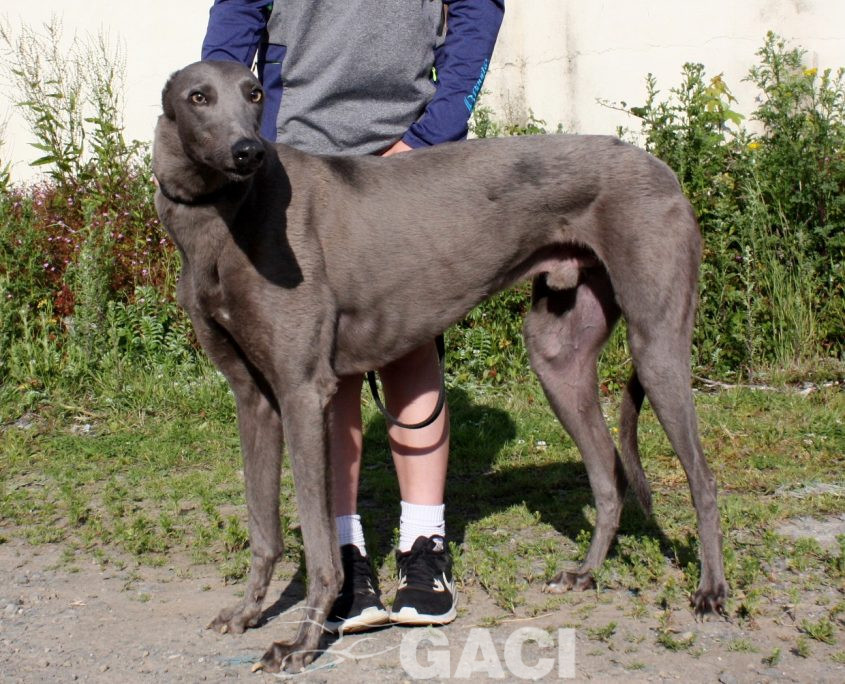 Elliot-Greyhound-07-08-2015-M (3)