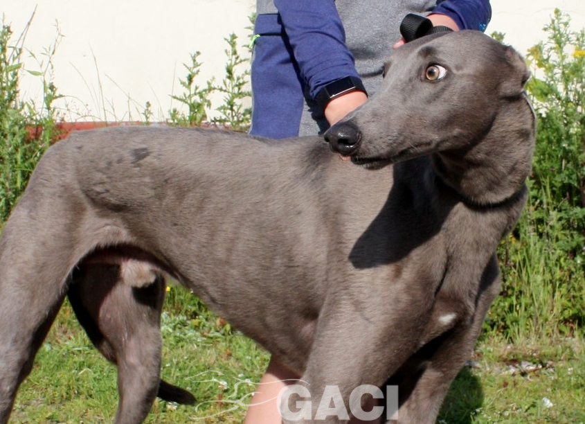 Elliot-Greyhound-07-08-2015-M (4)