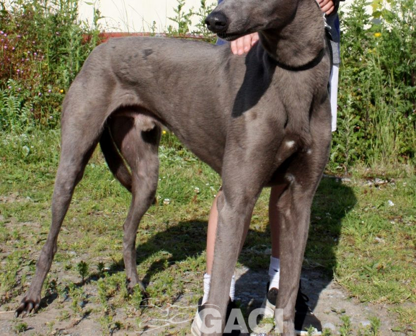 Elliot-Greyhound-07-08-2015-M (5)