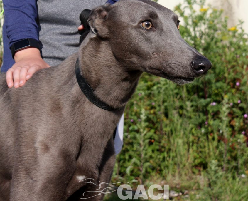 Elliot-Greyhound-07-08-2015-M (6)