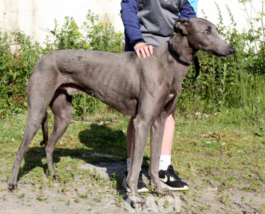 Elliot-Greyhound-07-08-2015-M (7)