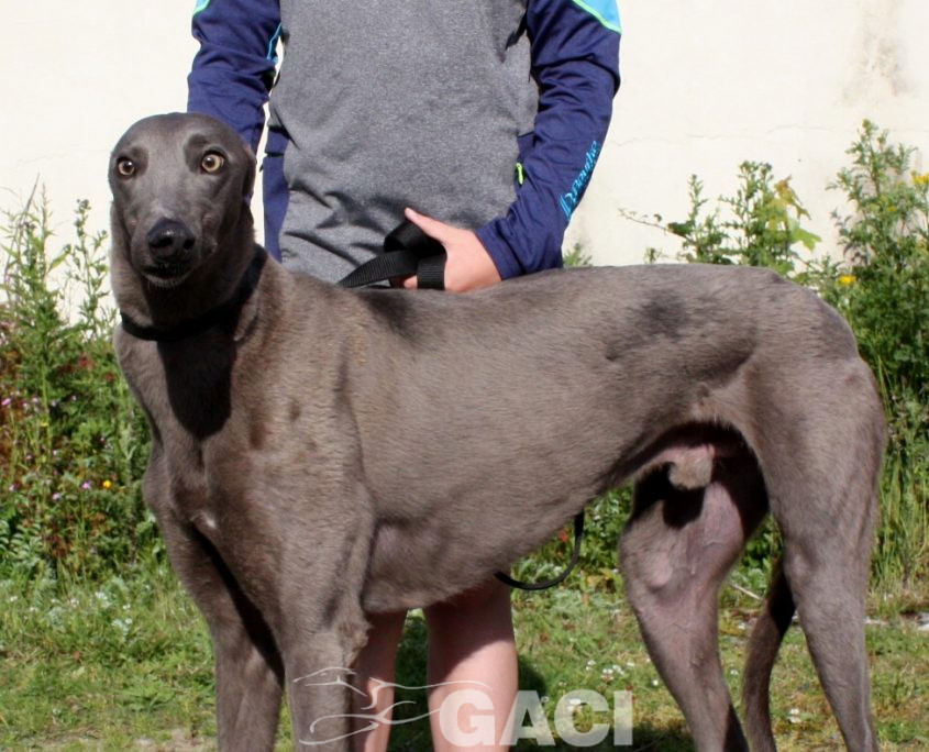 Elliot-Greyhound-07-08-2015-M (8)