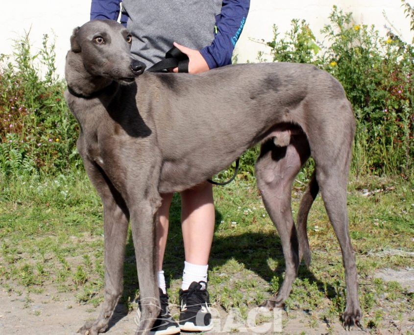 Elliot-Greyhound-07-08-2015-M (9)