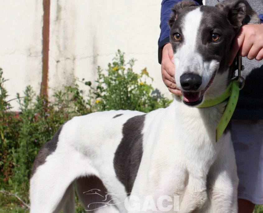 Molly-Greyhound-21-07-2017-F (1)