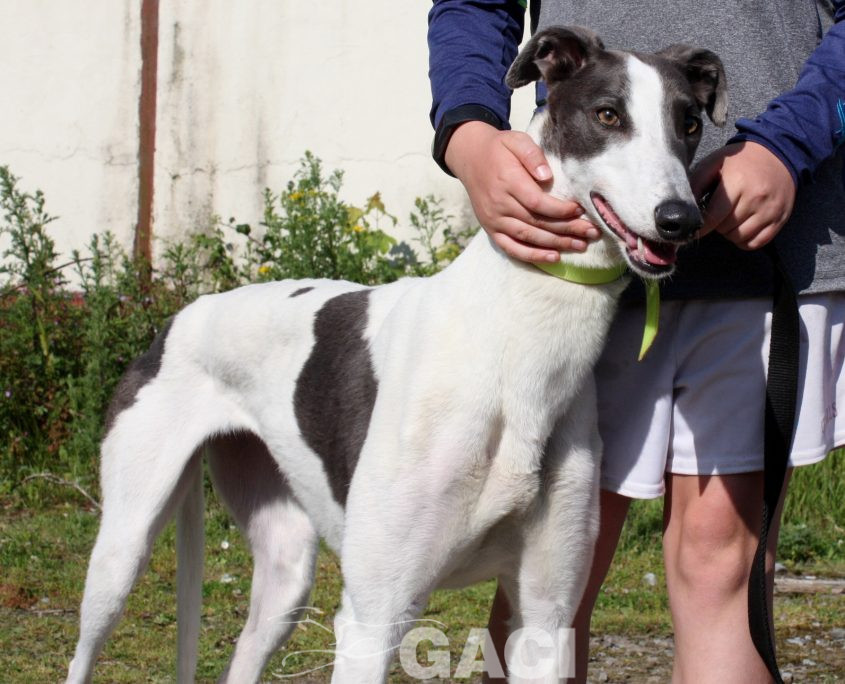 Molly-Greyhound-21-07-2017-F (10)