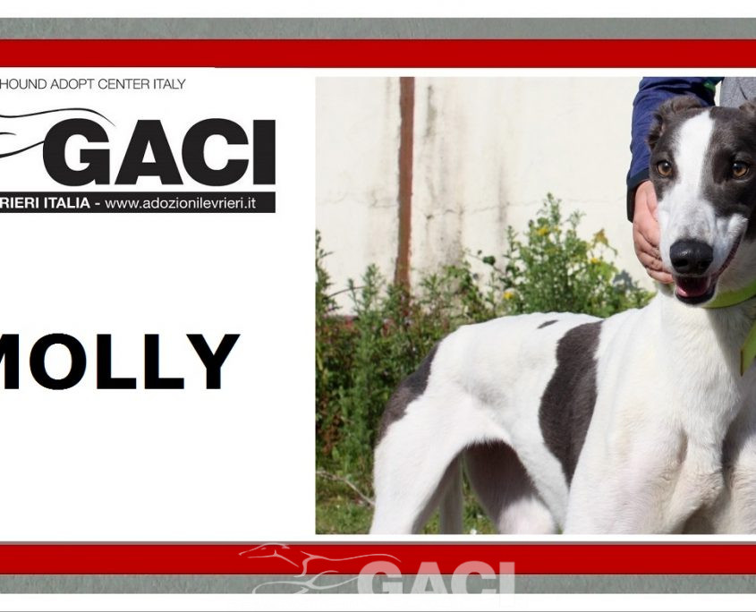 Molly-Greyhound-21-07-2017-F (11)