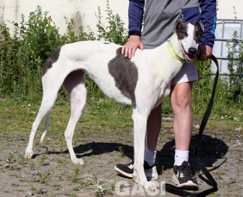 Molly-Greyhound-21-07-2017-F (2)