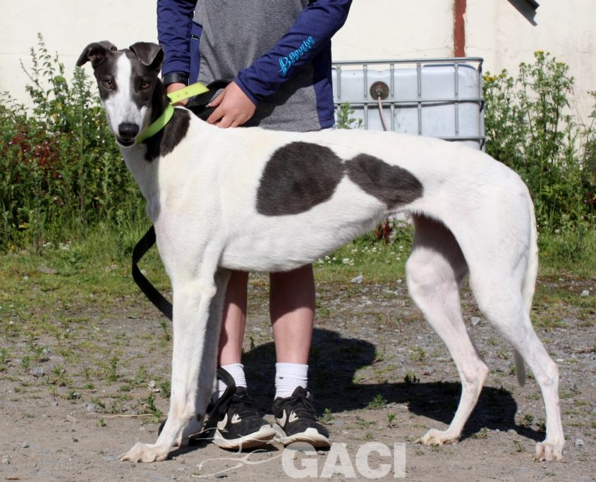 Molly-Greyhound-21-07-2017-F (3)