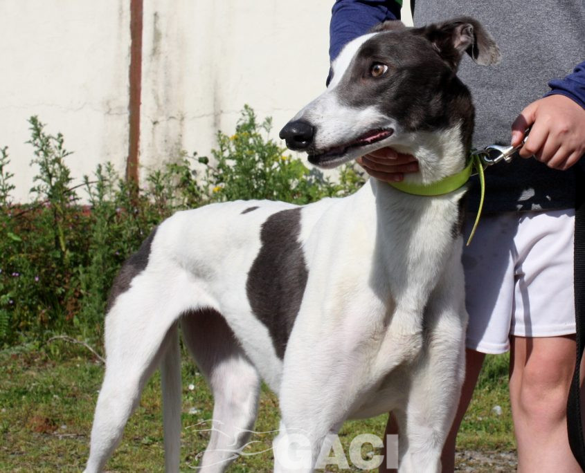 Molly-Greyhound-21-07-2017-F (4)