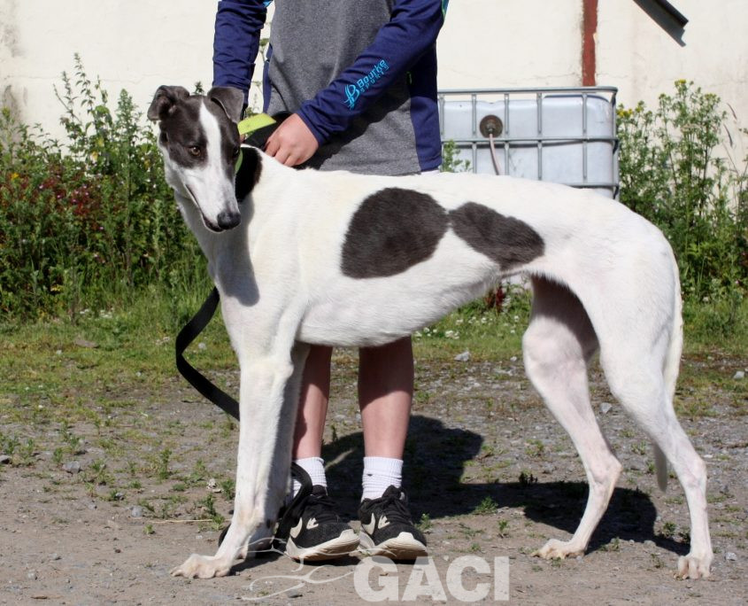 Molly-Greyhound-21-07-2017-F (5)