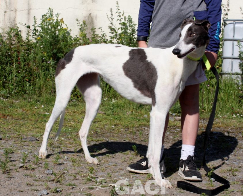 Molly-Greyhound-21-07-2017-F (6)