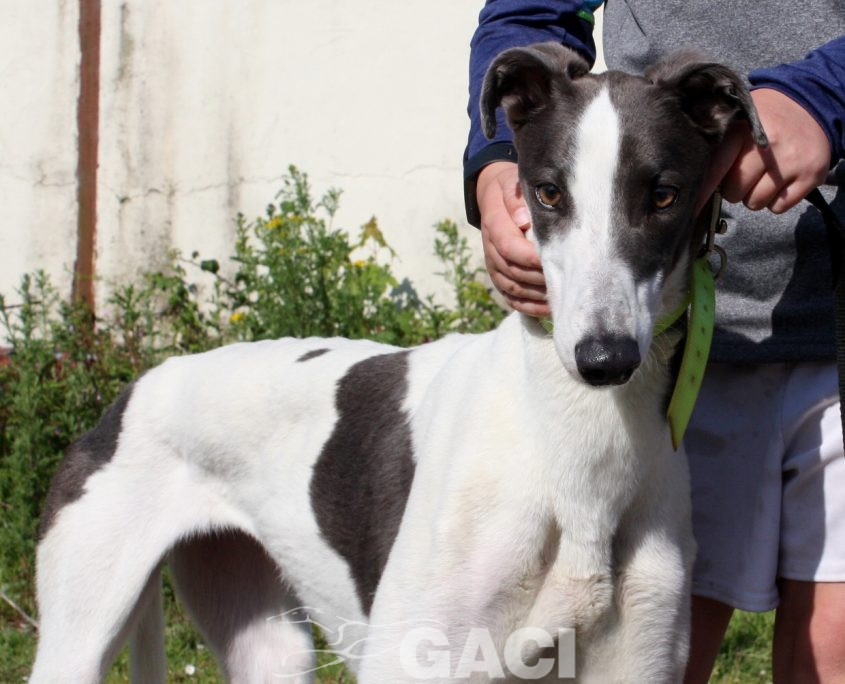 Molly-Greyhound-21-07-2017-F (7)