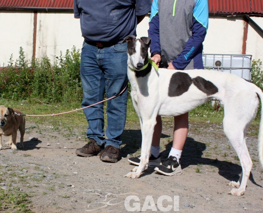 Molly-Greyhound-21-07-2017-F (8)