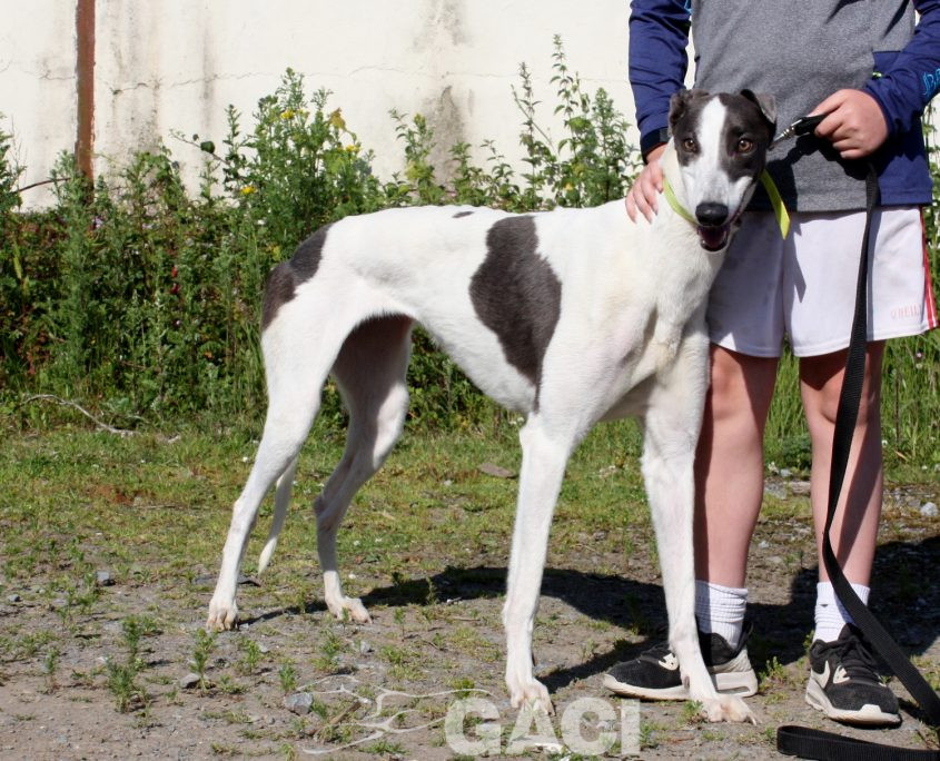 Molly-Greyhound-21-07-2017-F (9)