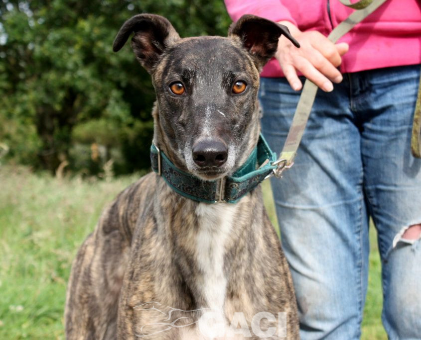 Thomas-Greyhound-26-01-2016-M (1)