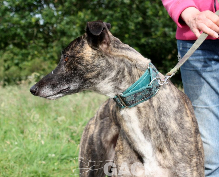 Thomas-Greyhound-26-01-2016-M (10)