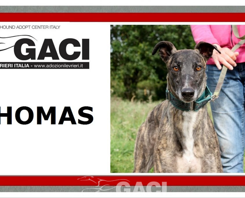 Thomas-Greyhound-26-01-2016-M (11)