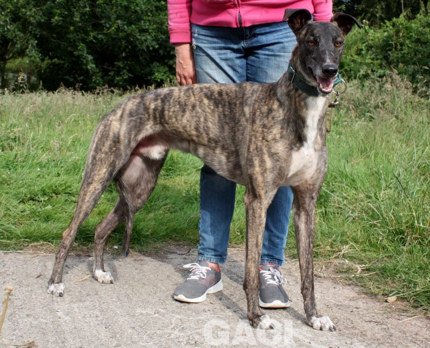 Thomas-Greyhound-26-01-2016-M (2)