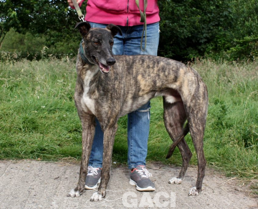Thomas-Greyhound-26-01-2016-M (4)
