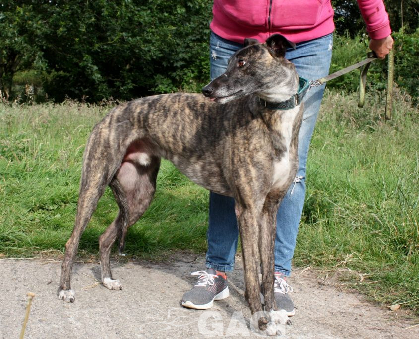 Thomas-Greyhound-26-01-2016-M (6)