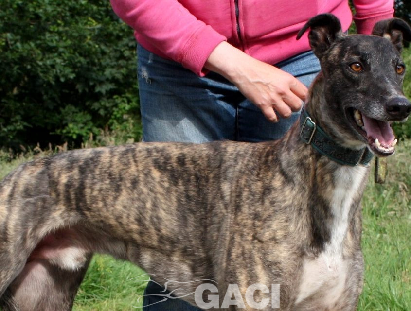 Thomas-Greyhound-26-01-2016-M (7)