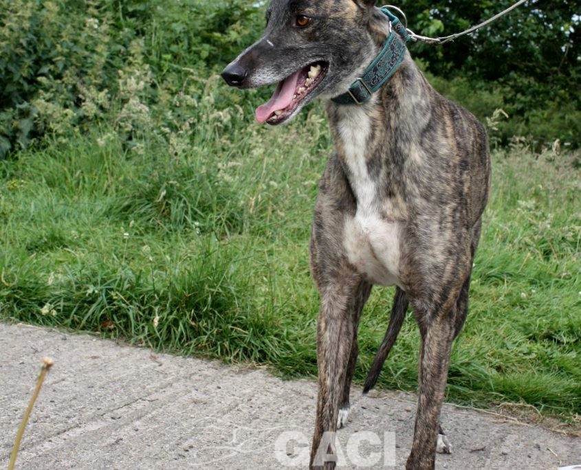 Thomas-Greyhound-26-01-2016-M (8)