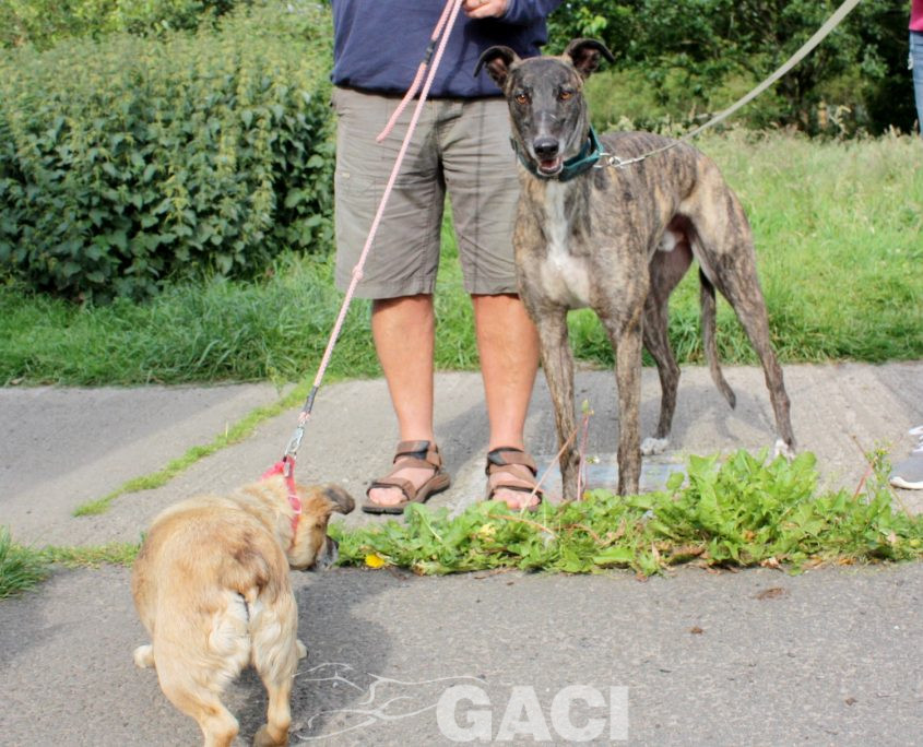 Thomas-Greyhound-26-01-2016-M (9)