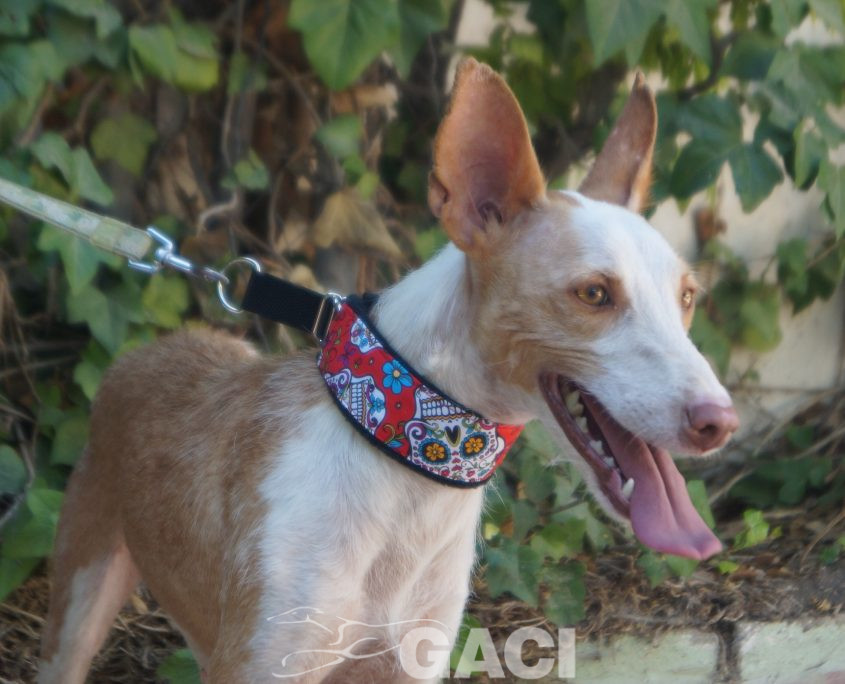 GIULIA NUEVAS FOTOS (6)