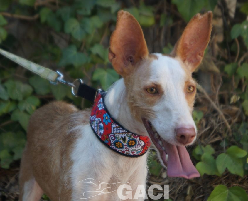 GIULIA NUEVAS FOTOS (8)