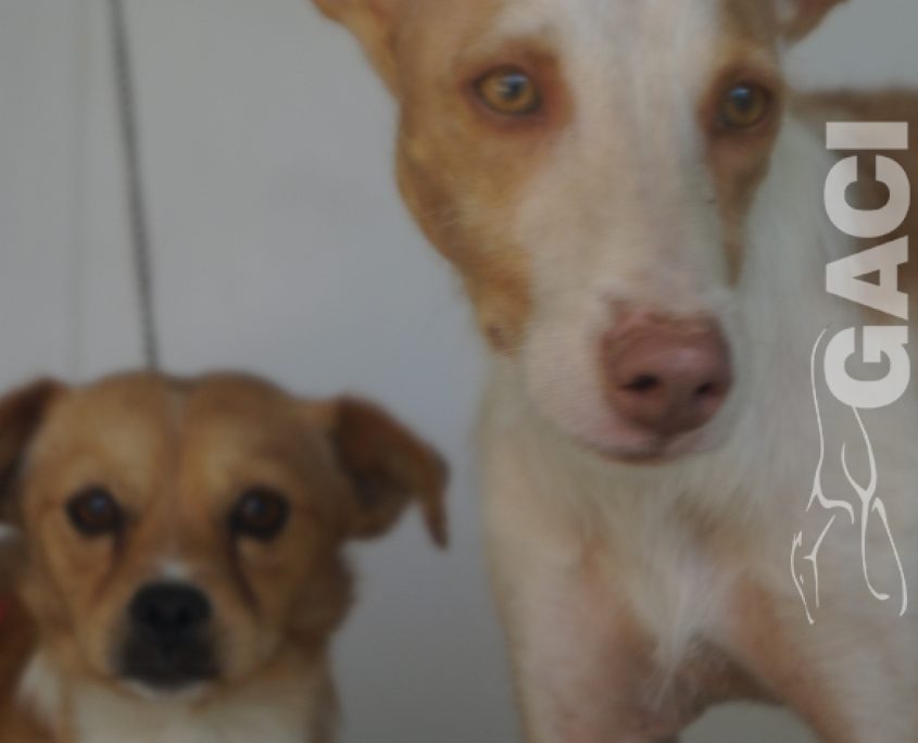 P190812_02 GIULIA H3 (1)