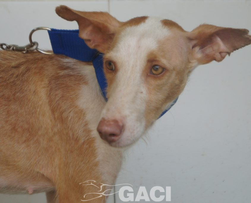 P190812_02 GIULIA H3 (4)