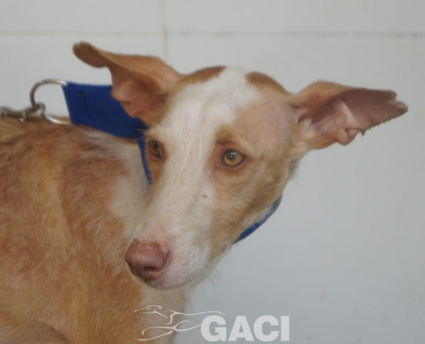 P190812_02 GIULIA H3 (5)