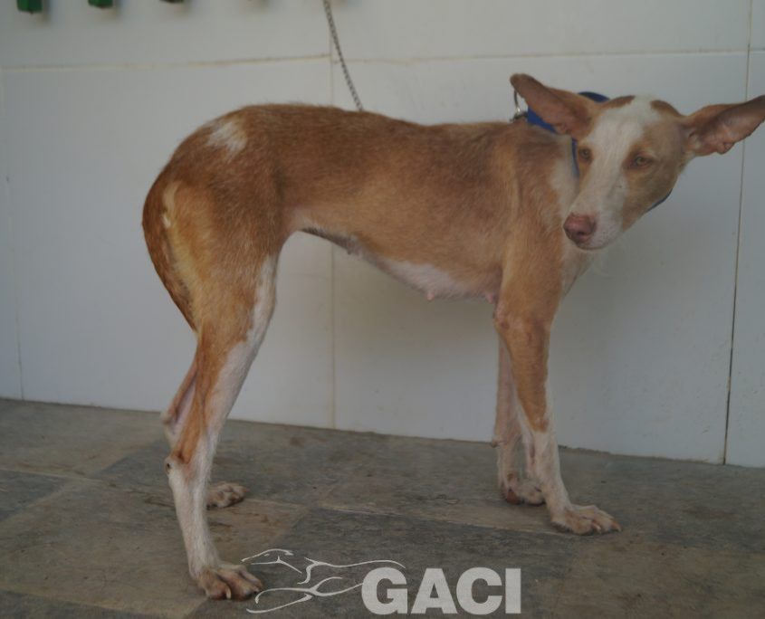 P190812_02 GIULIA H3 (6)