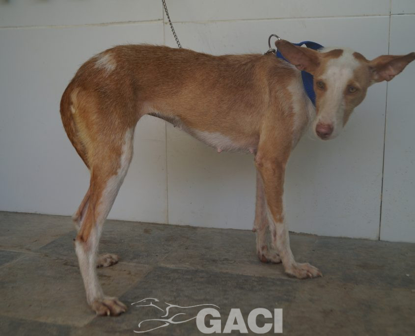 P190812_02 GIULIA H3 (7)