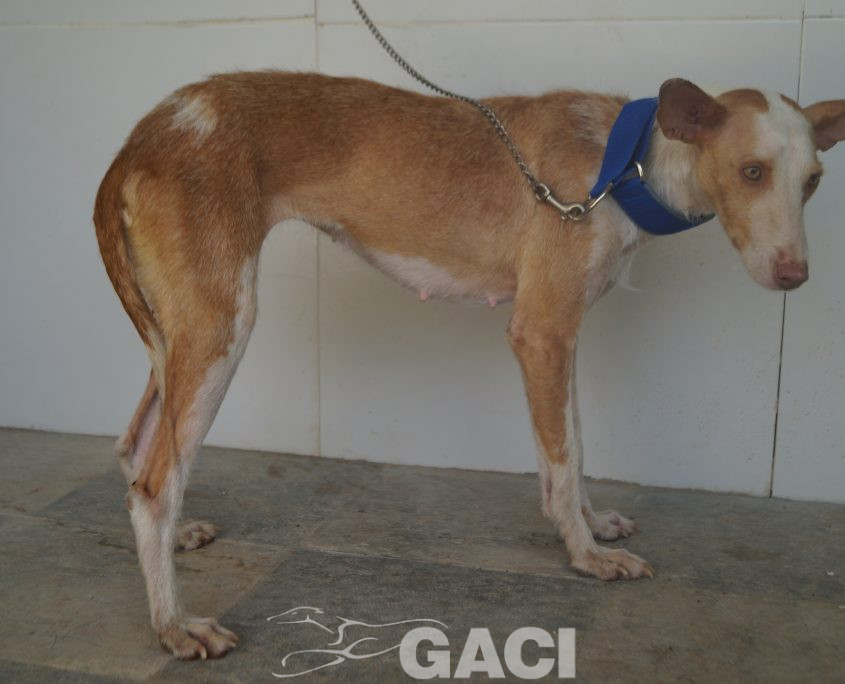 P190812_02 GIULIA H3 (8)