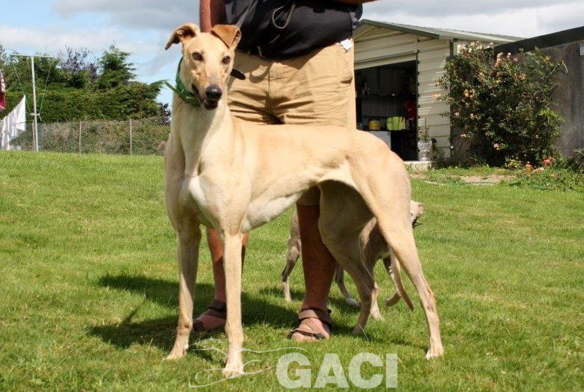 CAROL - 18-06-2017 - F (2)