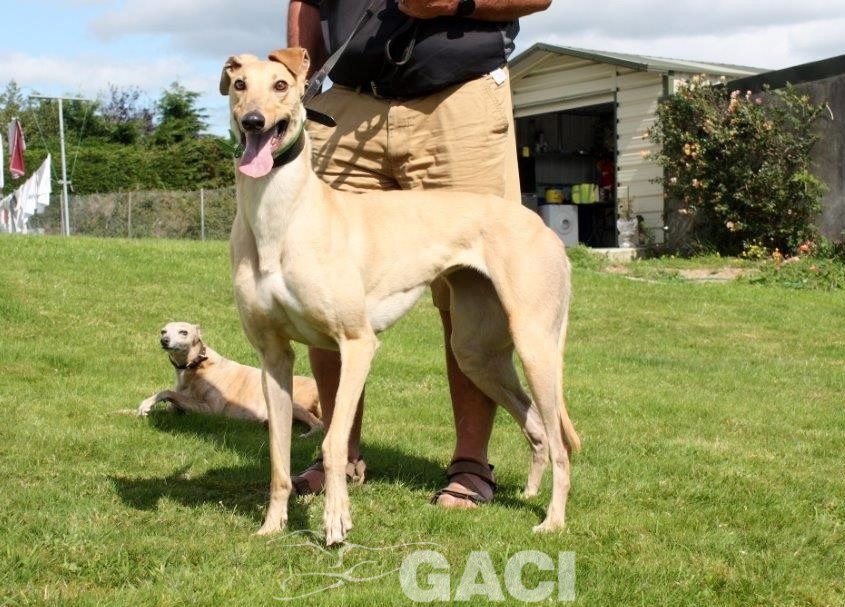 CAROL - 18-06-2017 - F (4)