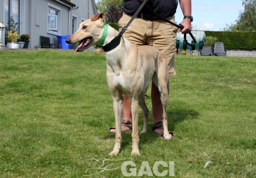 CAROL - 18-06-2017 - F (6)