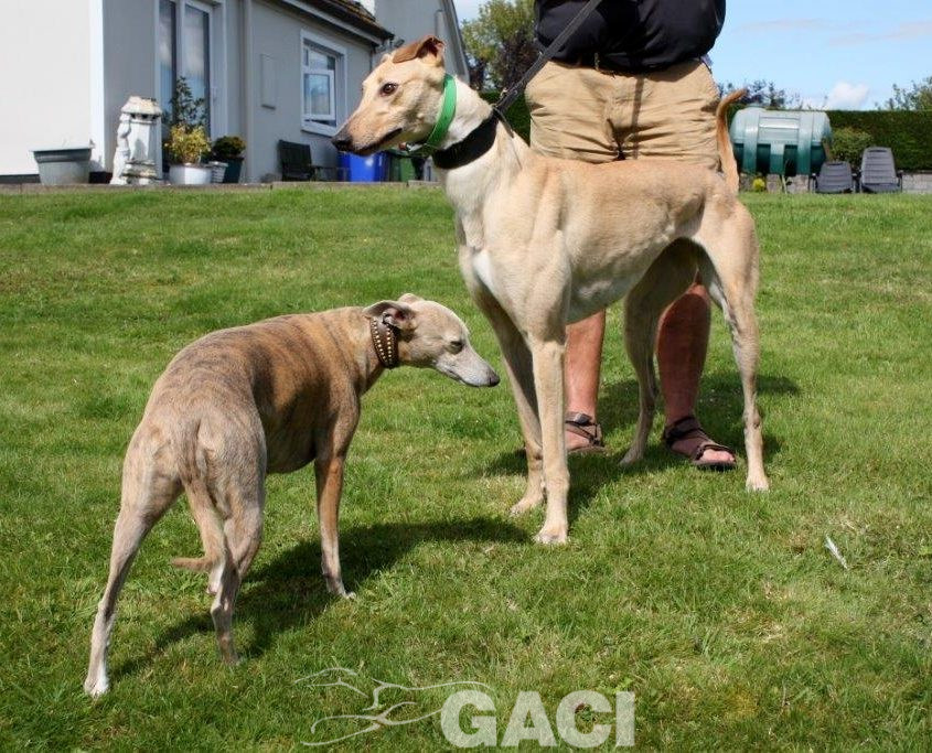 CAROL - 18-06-2017 - F (7)