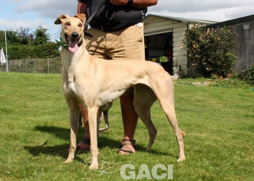 CAROL - 18-06-2017 - F (9)