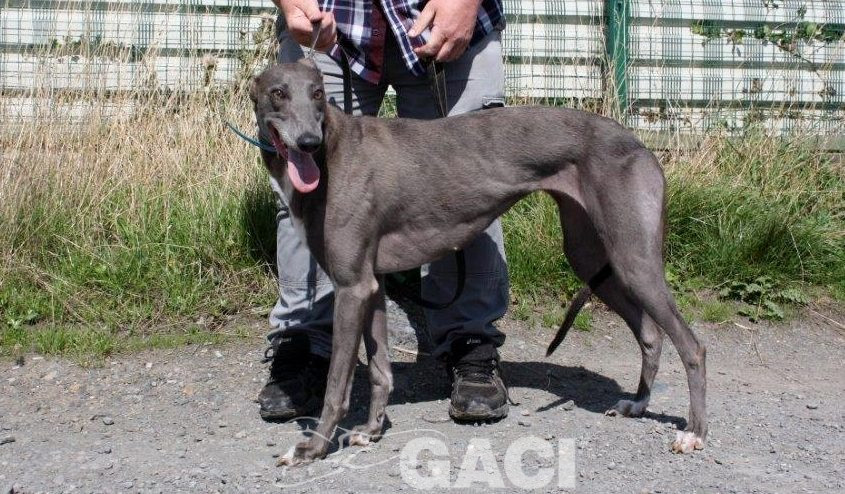 DARLING - 15-06-2017 F (10)