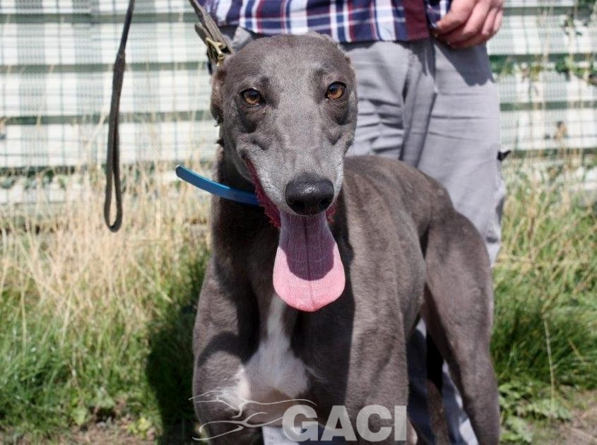 DARLING - 15-06-2017 F (4)