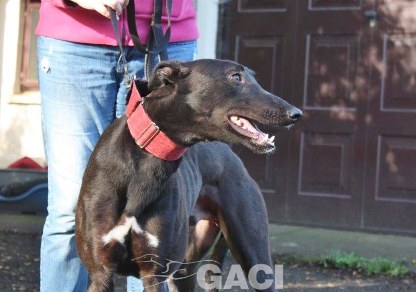 JACK- 02-12-2017- M- (1)