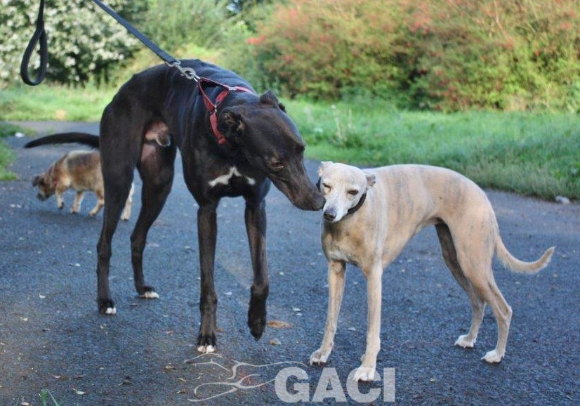 JACK- 02-12-2017- M- (10)