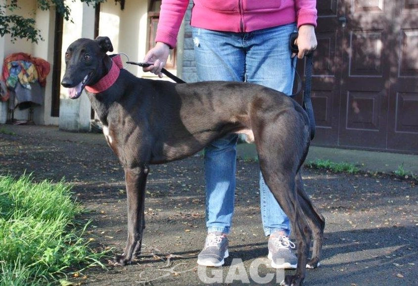 JACK- 02-12-2017- M- (2)