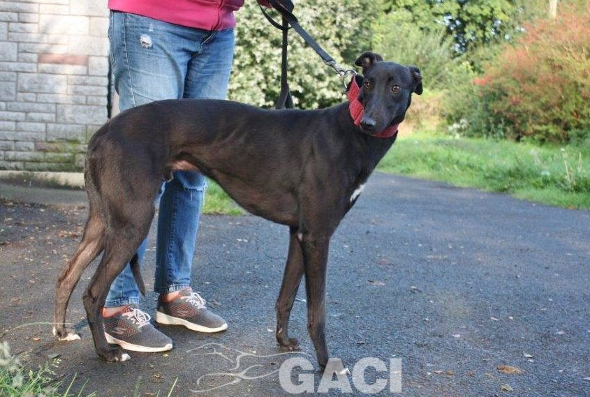 JACK- 02-12-2017- M- (3)