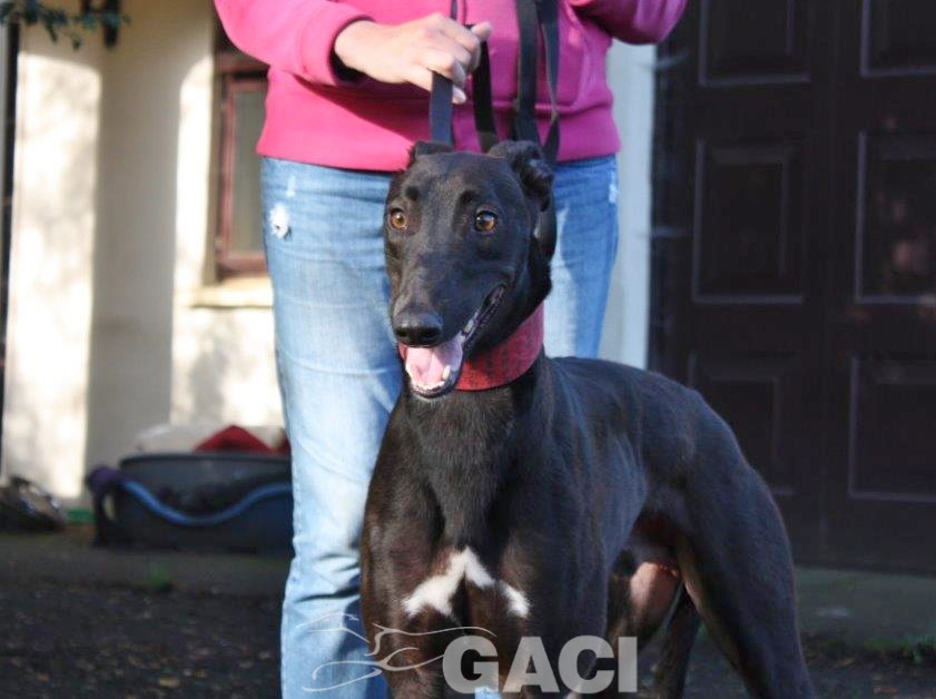 JACK- 02-12-2017- M- (4)