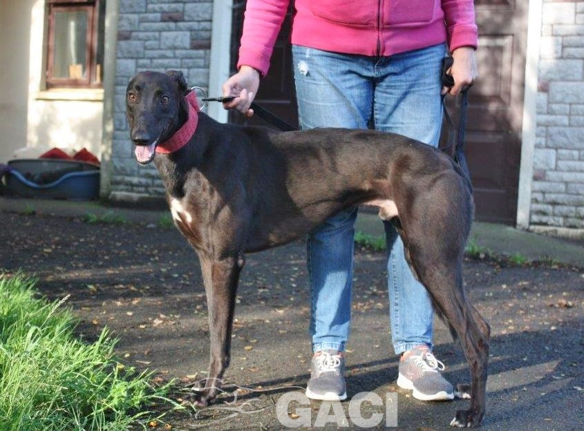 JACK- 02-12-2017- M- (5)