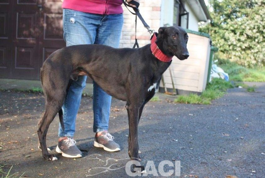 JACK- 02-12-2017- M- (6)